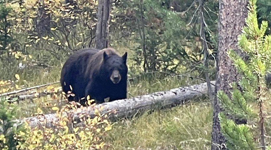 Not as close as it looks…but close enough!