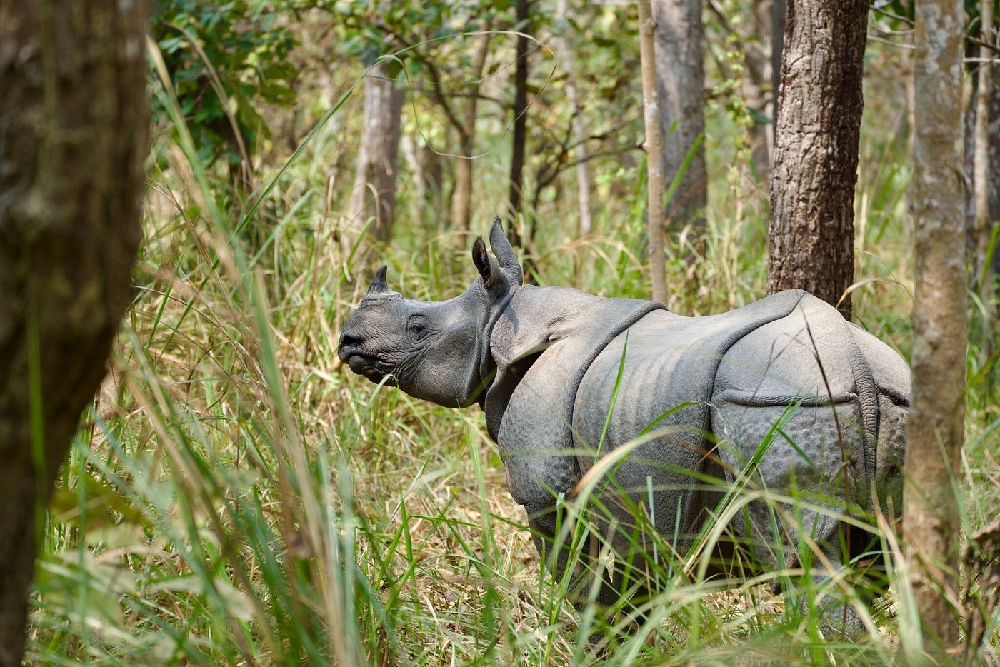 2025年 Chitwan National Park - 出発前に知っておくべきこと