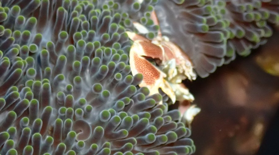 Diving with Porcelain