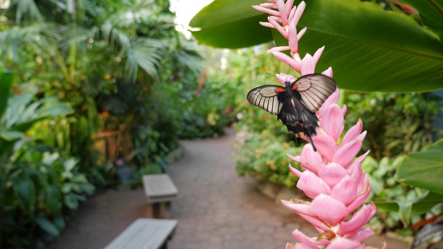 "Butterfly Alley" Watch as butterflies feed on various nectar plants and go about their day.