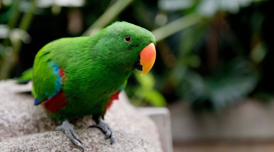 Come say hi to “Little E,” a guest favourite Eclectus Parrot from Papua New Guinea!