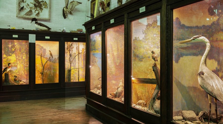 Maine bird dioramas in the Audubon Gallery. Charles Hubbard sat on location to sketch the paintings you see in the backdrops. He also designed the diorama contents. These beautiful traditional dioramas are 100 years old.
