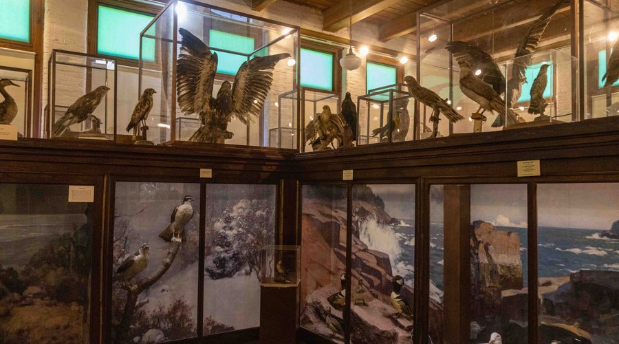 The center of the Audubon Gallery dioramas and some of our birds on display. 