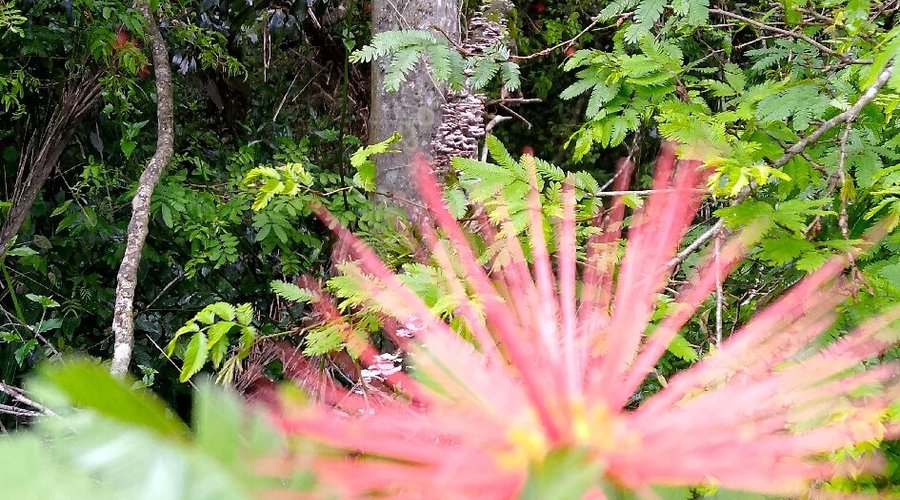 Natureza
