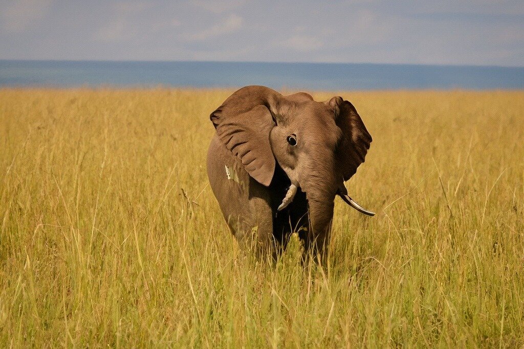 Epic Nature Expeditions (Nairobi) - Lohnt es sich? Aktuell für 2025 ...