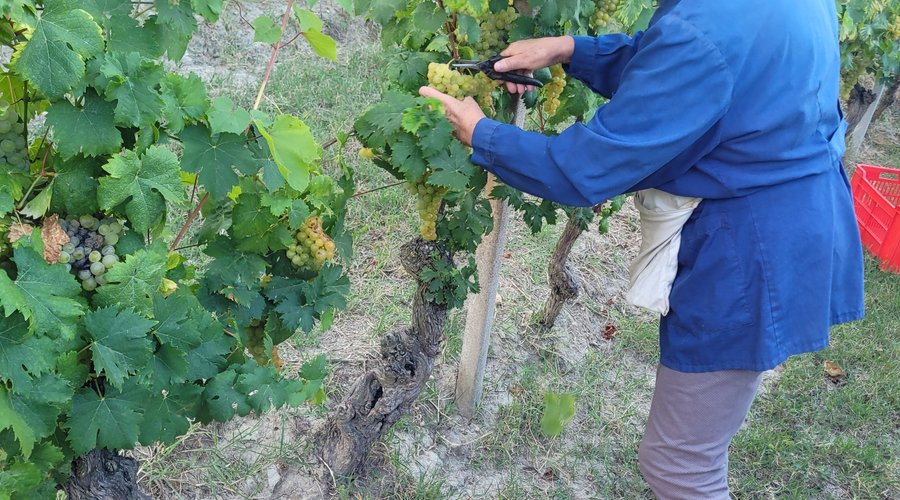 Teresa in vendemmia 