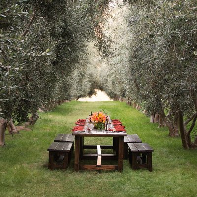 Wooden table and benches set in between vineyards