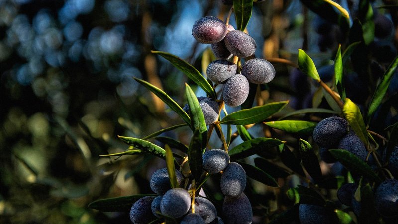 Close-up of purple olives on branch