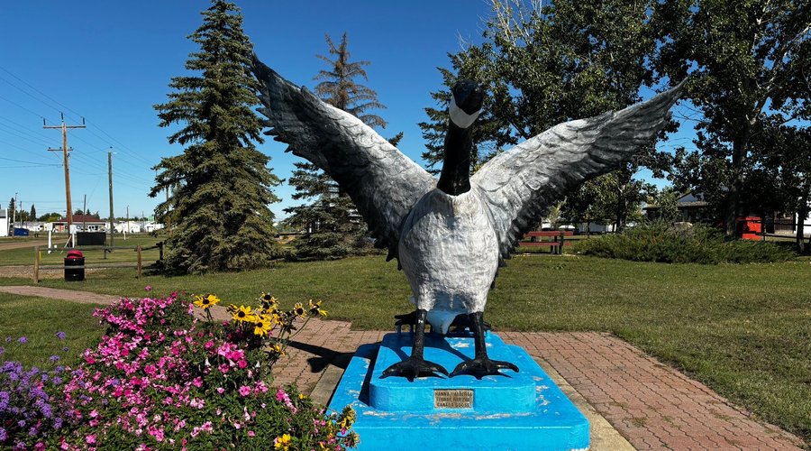 Largest Canadian Goose 1 Hanna - 한나 - Largest Canadian Goose 1 Hanna의 리뷰 - 트립어드바이저