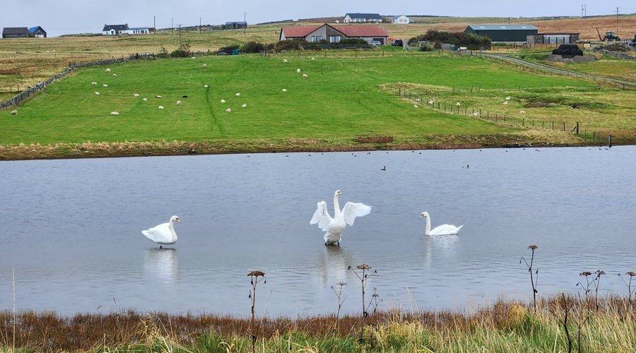 View of whooping swans from a nearby pond.