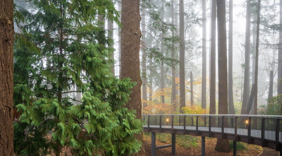 A fall day captured from the aerial tree walk.