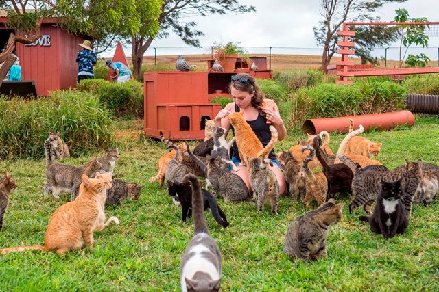 Hawaiian fashion cat sanctuary