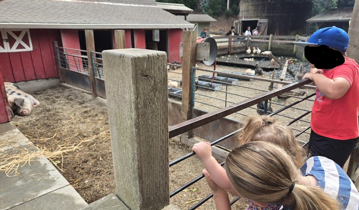 Tilden park little farm all you need to know before you go 2024 