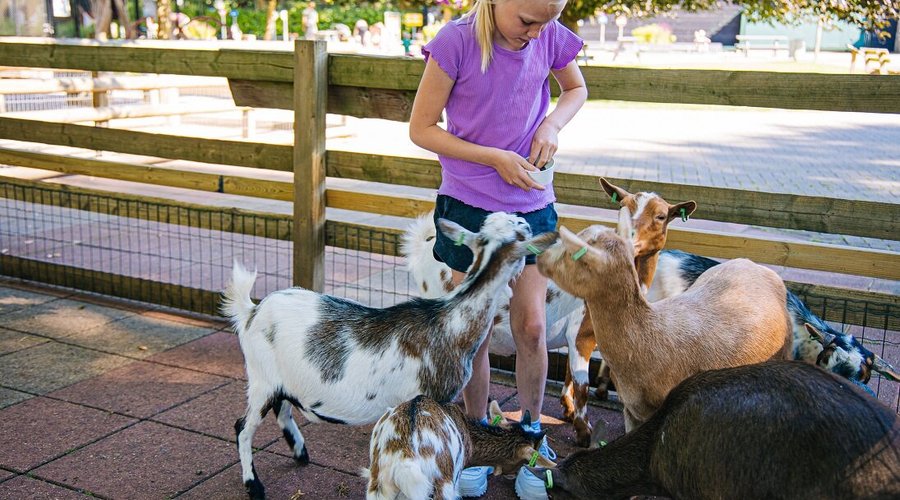 geitjes voeren bij Speelboerderij Binky
