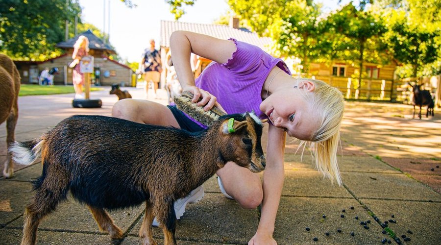 Geitjes borstelen bij Speelboerderij Binky