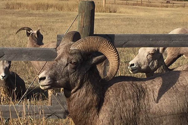 Big horn sheep are often in the yard