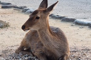 旅行者の写真