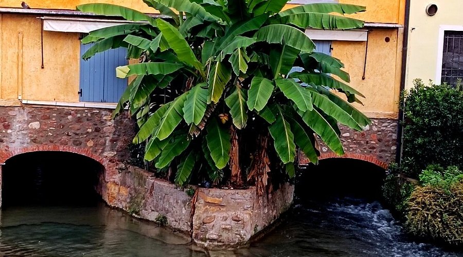 Splendido Banano a Borghetto