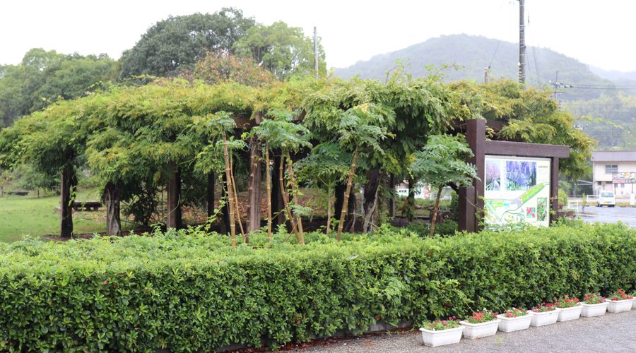 藤の季節はさぞ見事なことでしょう