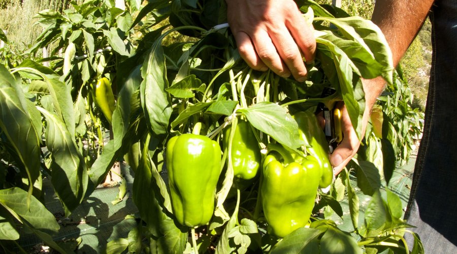Poivrons du jardin