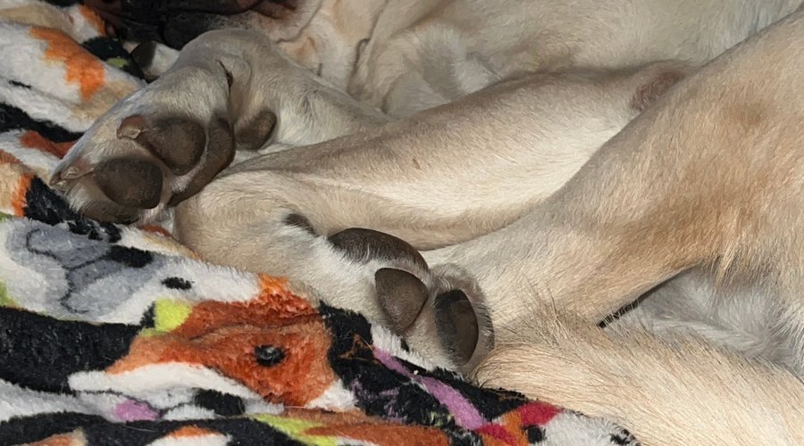 Service Dog Gets a GREAT night’s rest 