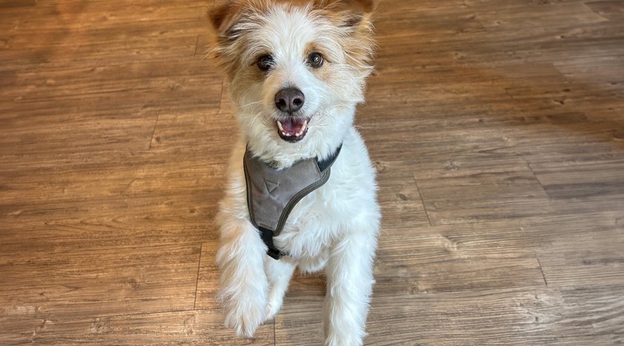 Pet friendly welcome in Düsseldorf