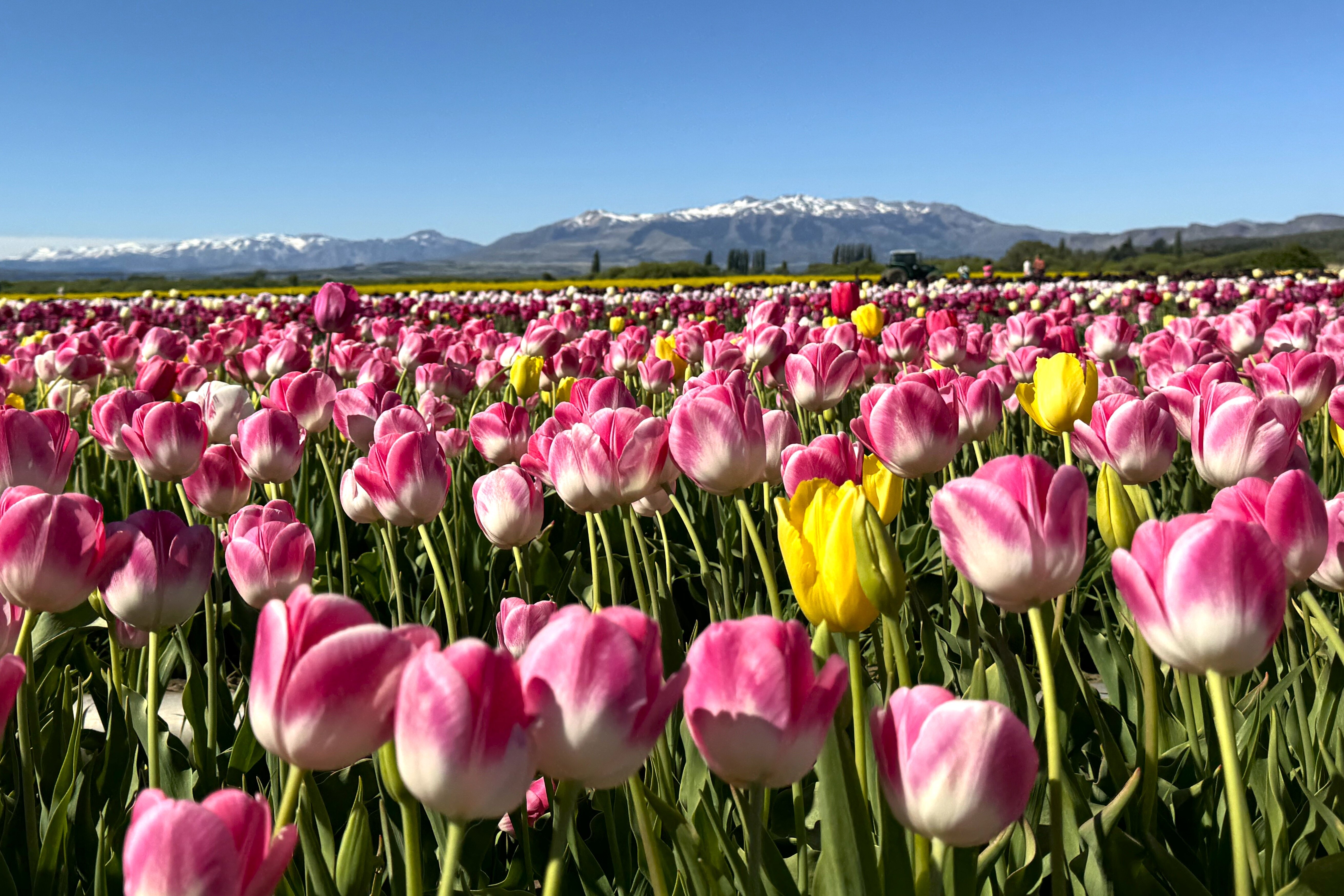 Tulips - offers Tulipanes