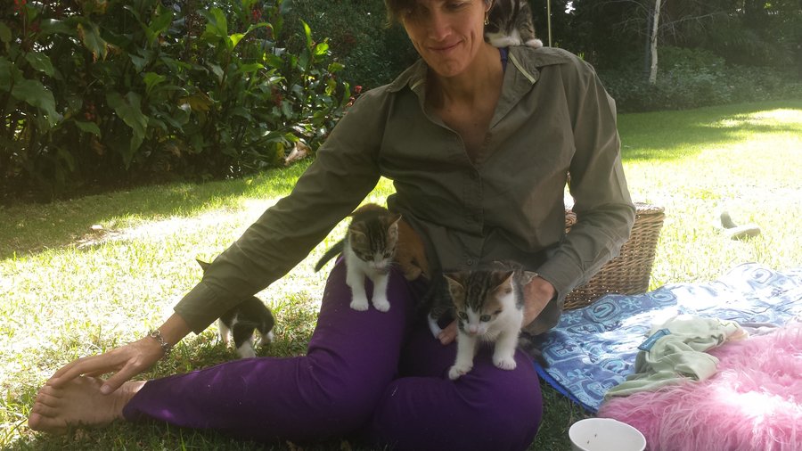 The year we had kittens! Phoebe, Mowgli and Petal still live at High Hopes. All delightful and character-filled cats to this day.