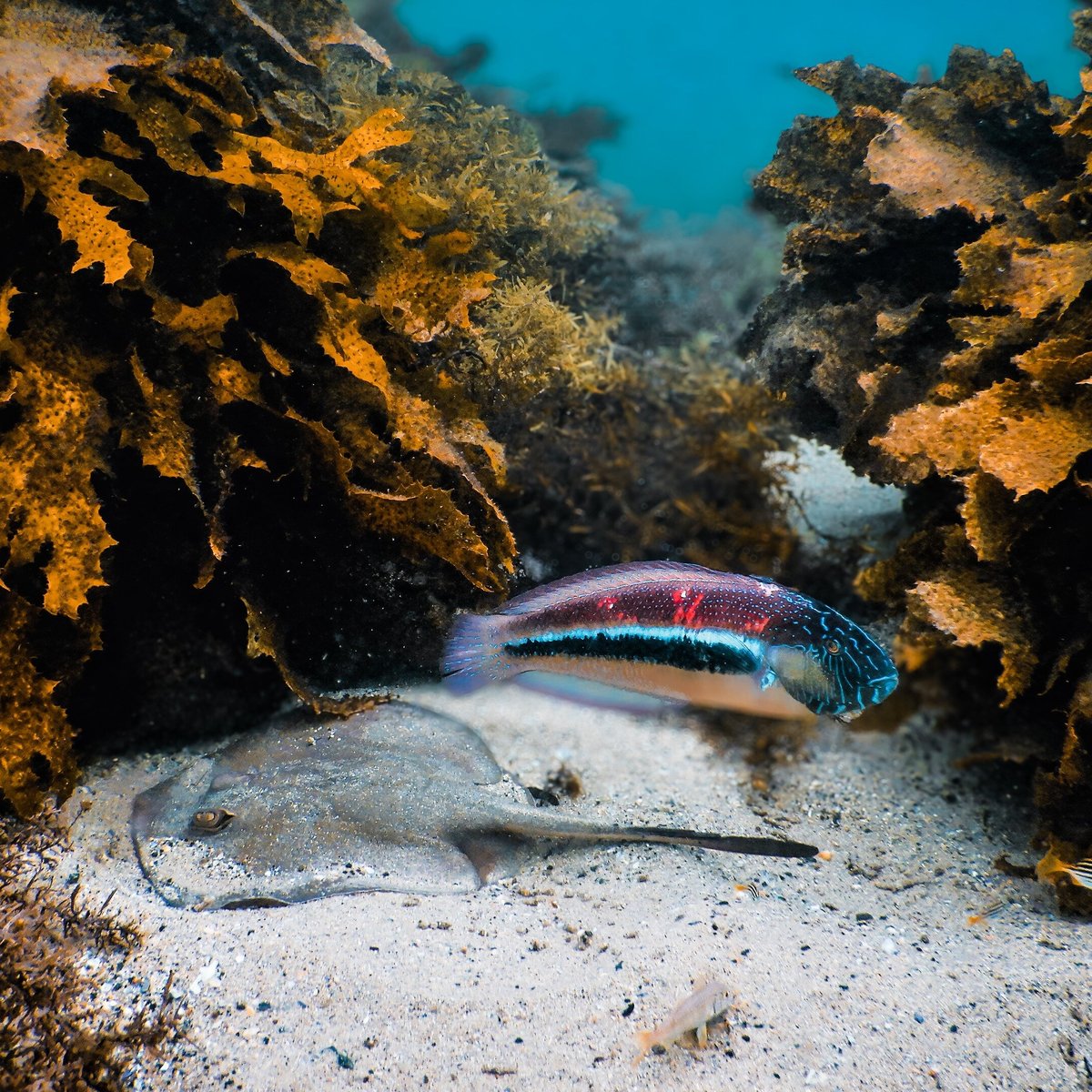 SYDNEY SNORKELING (Clovelly) - Qué SABER antes de ir (2024)