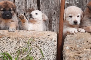 객실 및 스위트