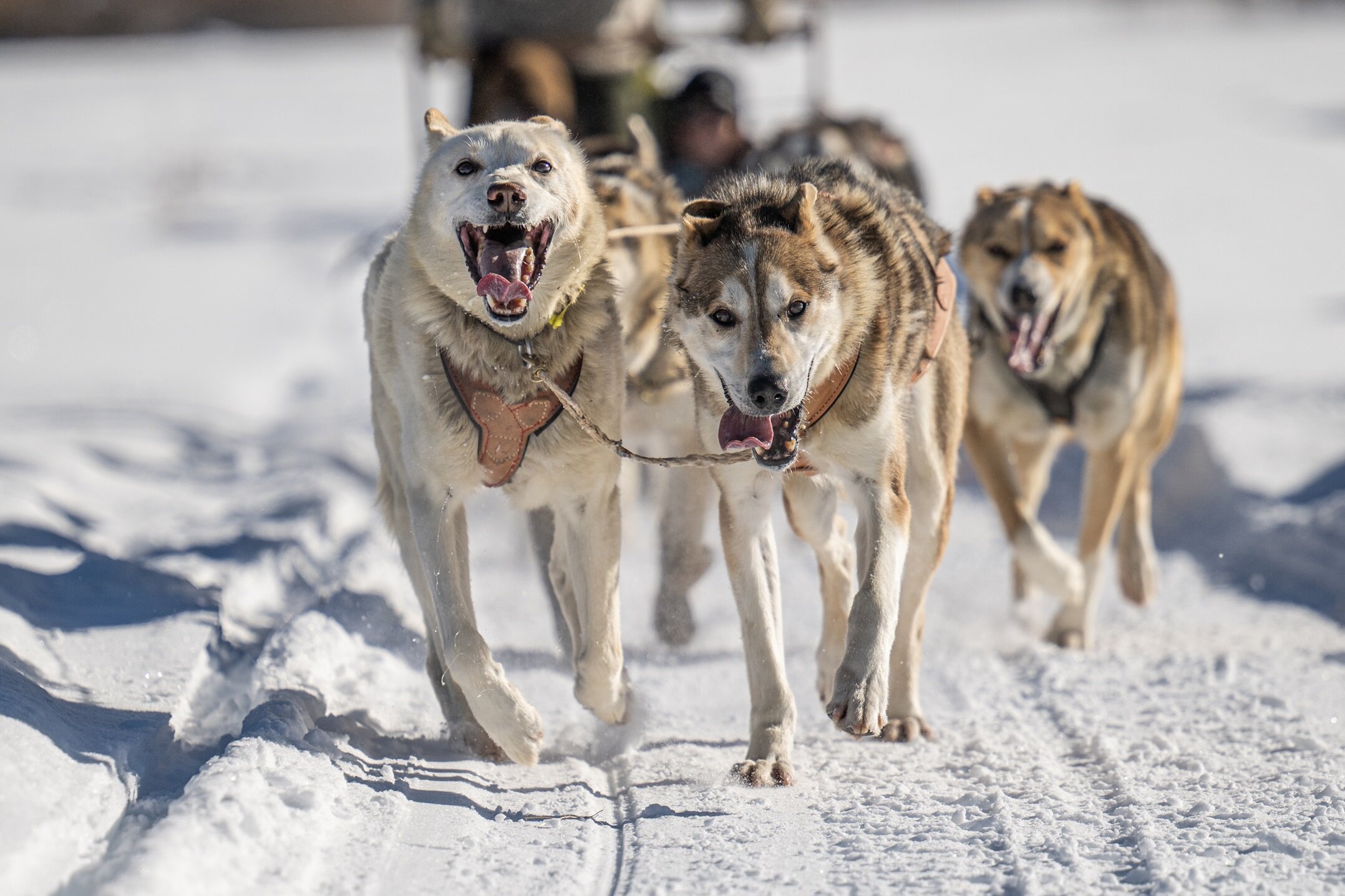 COLORADO DOG SLEDDING 2025 All You Should Know BEFORE You Go W Reviews Our Happy Sled Dogs Doing