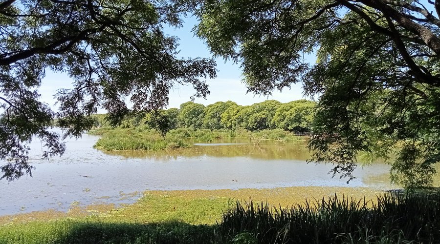 Costanera Sur. Buenos Aires, Argentina. December 2024.