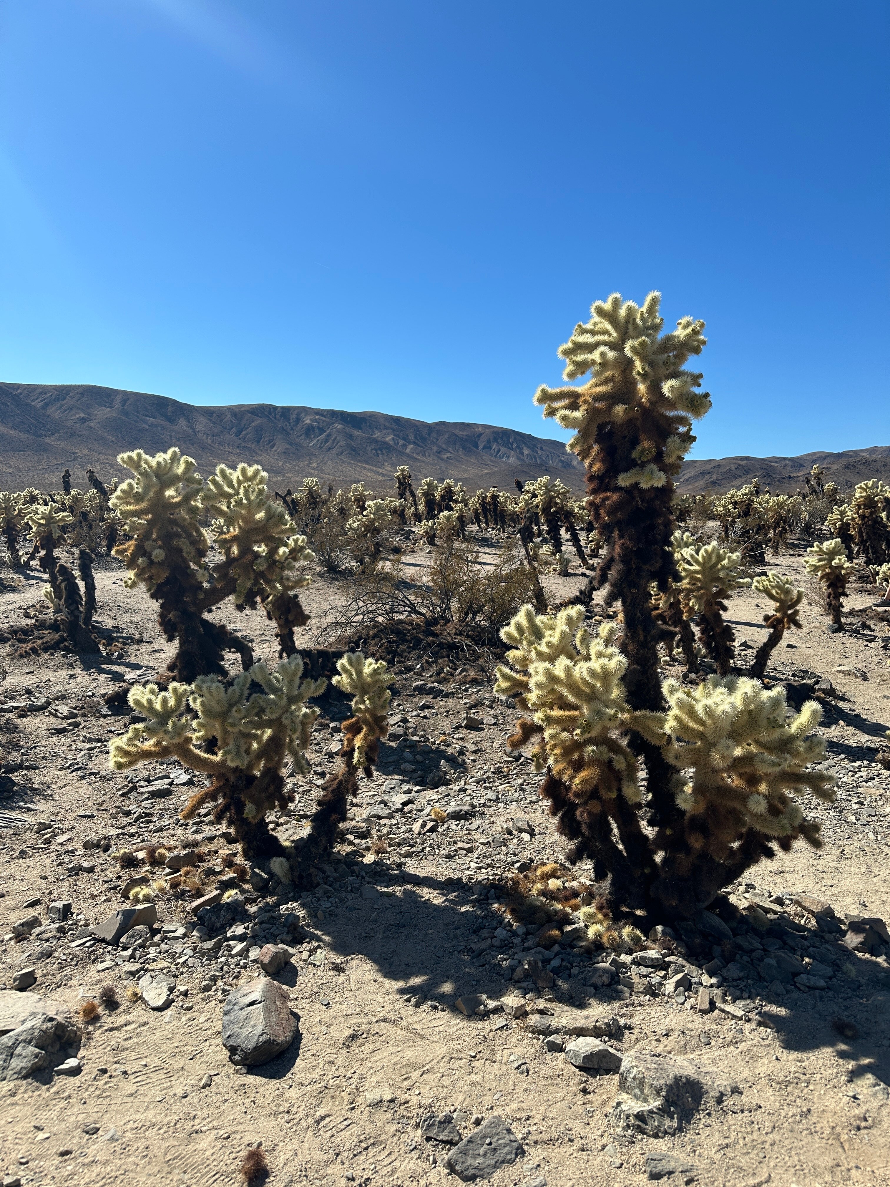 Cholla Cactus Garden All You Need To Know BEFORE You Go 2025 Caption