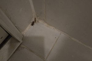 Viaggiatori