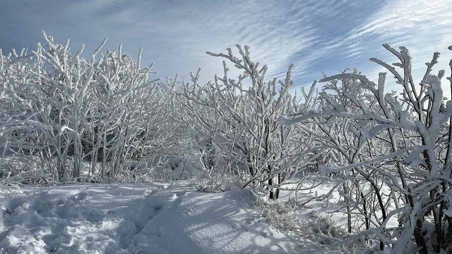 Eingeschneite Sträucher und Bäume auf der Hornisgrinde.