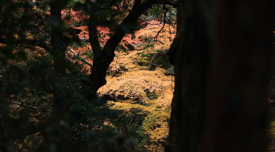 autumn leaves near by