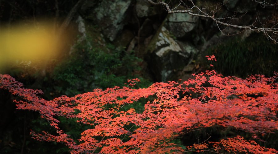 autumn leaves near by