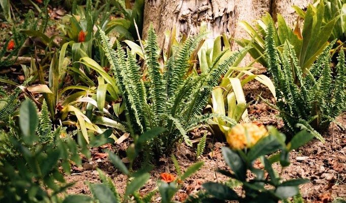 Lush gardens