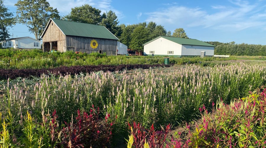 U-Pick flower field selection