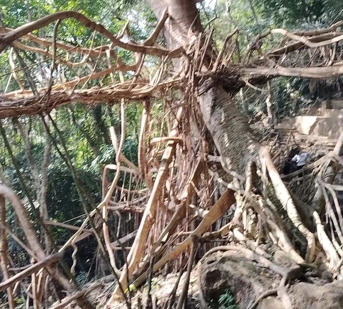 UMKAR LIVING ROOT BRIDGE (Sohra) - Qué DEBES saber antes de ir