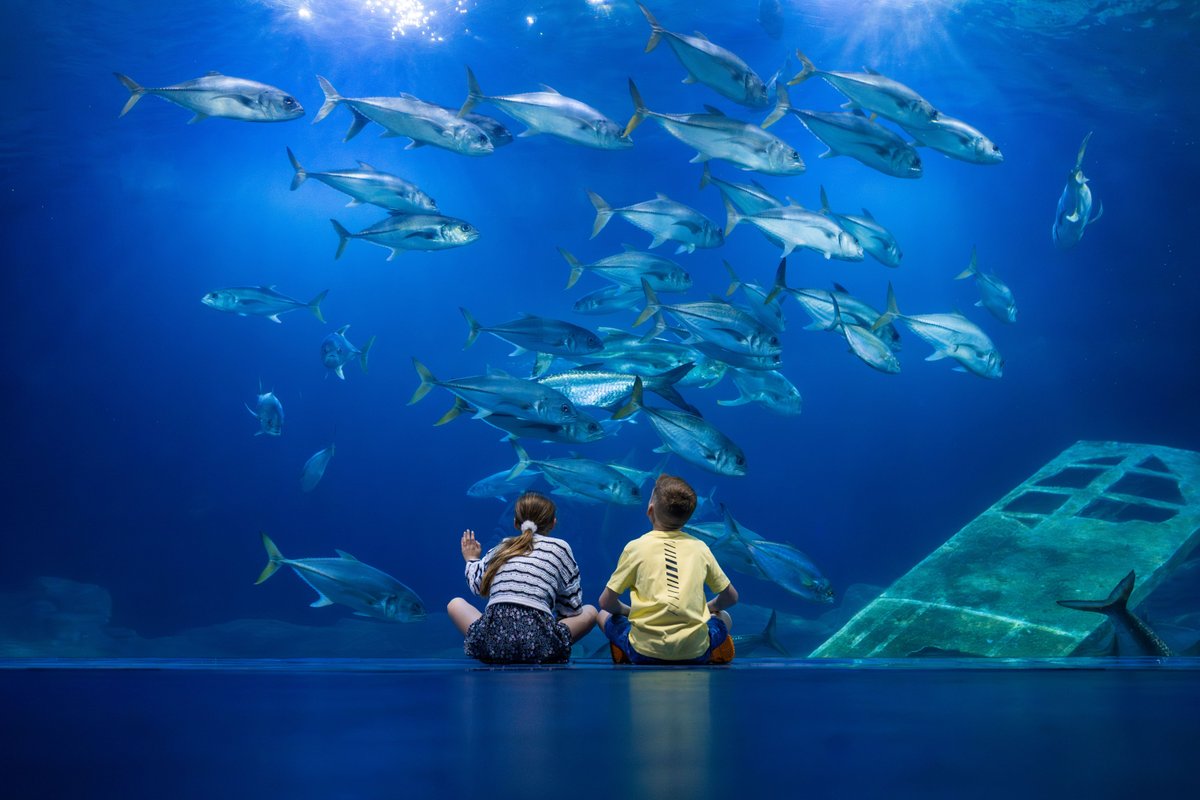 aquarium 