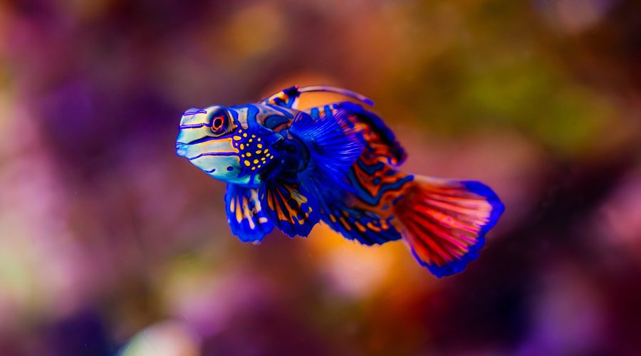 Mandarin Dragonet at Birch Aquarium at Scripps Institution of Oceanography at UC San Diego