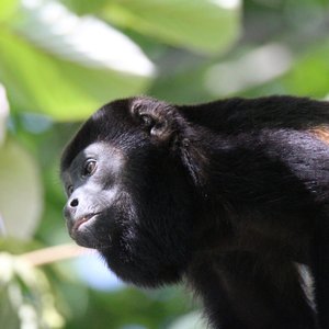 Observation des singes hurleurs 