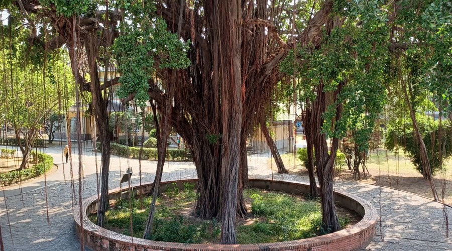 Impressive banyan tree