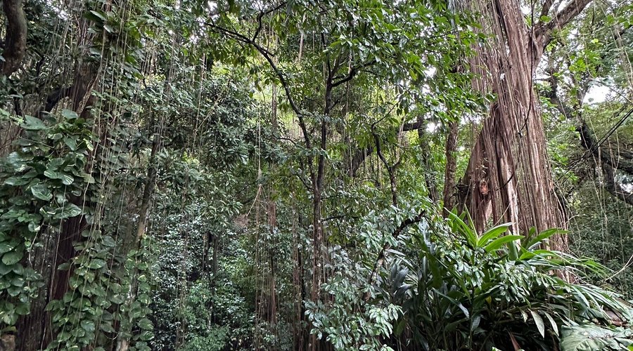 Floresta!