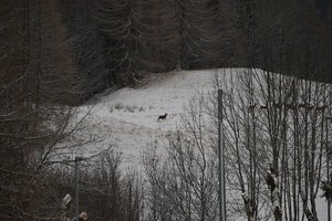 Viaggiatori