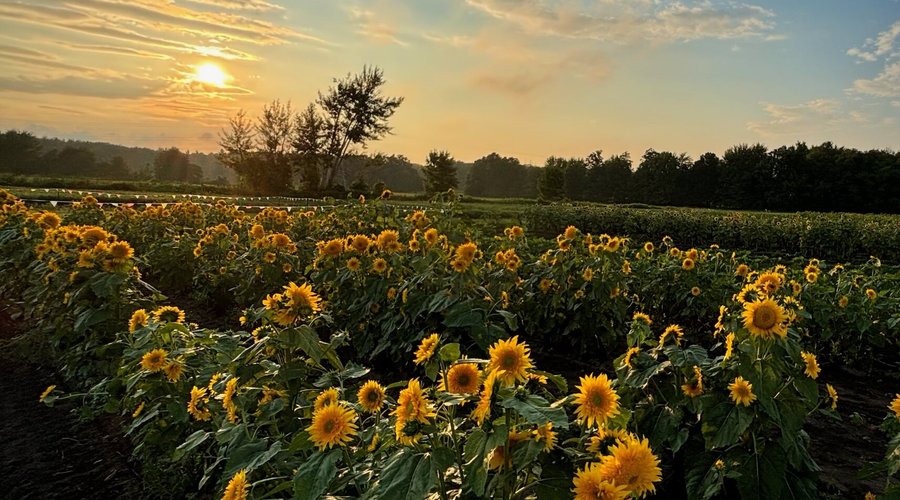 Sunflowers at sunset