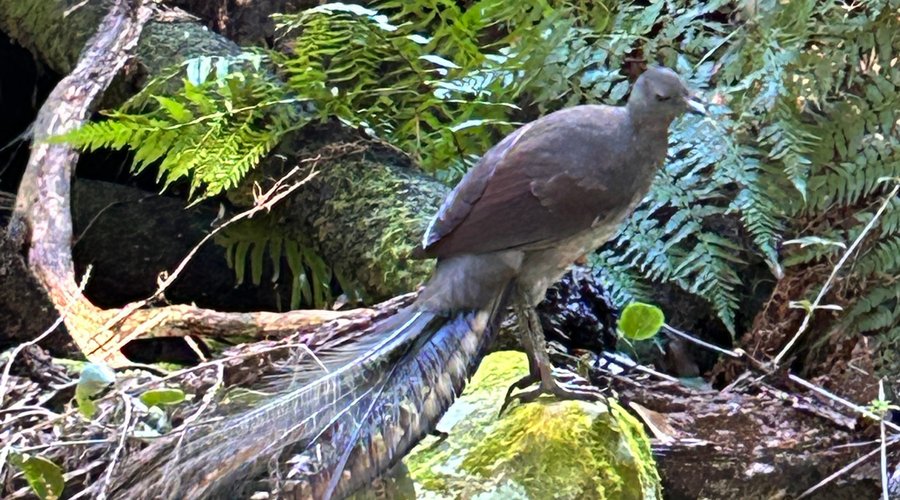 Superb Lyrebird