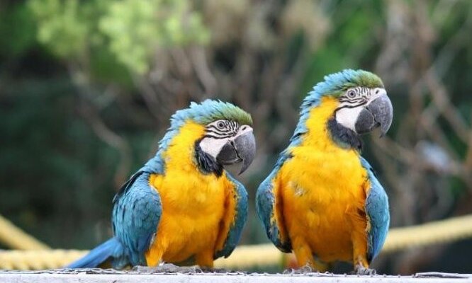 Avairy Birds
