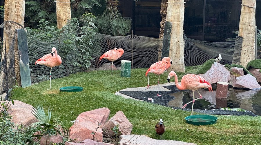 Flamingo Wildlife Habitat